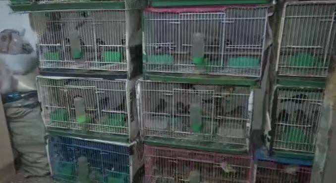 平房里藏百余只野生保护候鸟，北京海淀一女子被警方控制