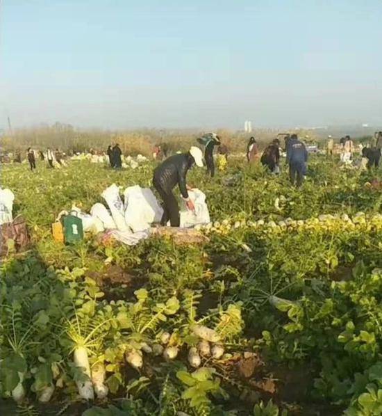 武汉村民200亩地萝卜遭哄抢 年轻人挖萝卜边直播