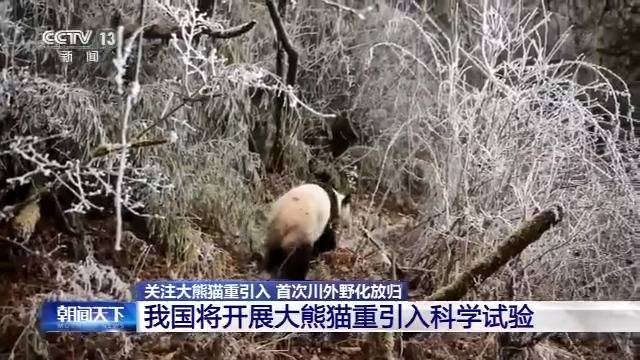 历史首次 三只大熊猫将在江西野化放归