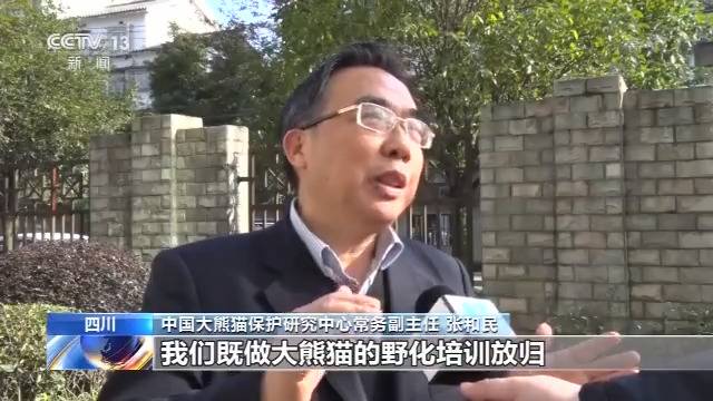 历史首次 三只大熊猫将在江西野化放归