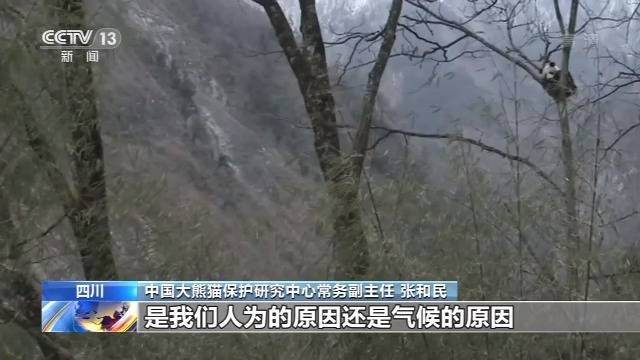 历史首次 三只大熊猫将在江西野化放归