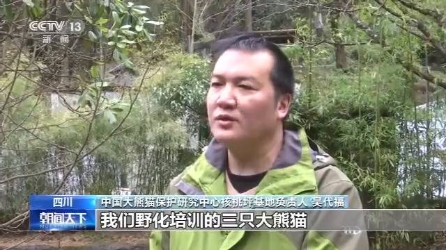 历史首次 三只大熊猫将在江西野化放归