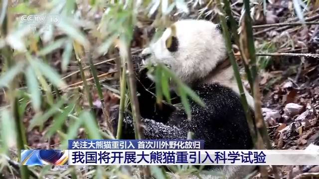 历史首次 三只大熊猫将在江西野化放归