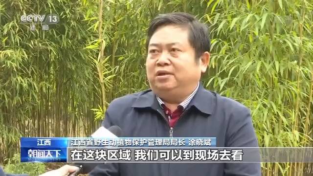 历史首次 三只大熊猫将在江西野化放归