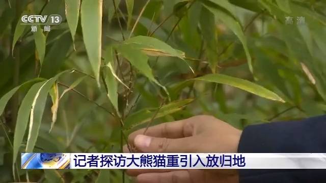 历史首次 三只大熊猫将在江西野化放归