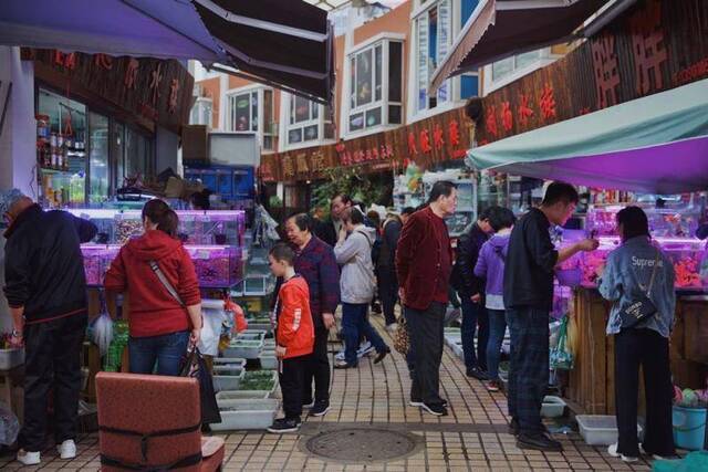 又整容又选美，一条龙鱼的“封神”之路