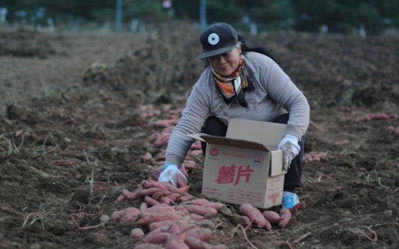 红薯粥PK猪肉红薯粉 京郊红薯村把“大雪”当节过