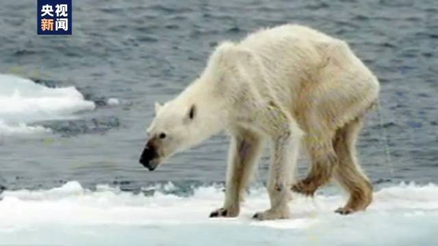 北极熊“组团”造访 但这个画面却让人心疼(图)