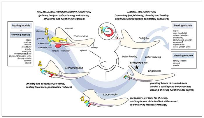 哺乳动物（兽类）听觉和咀嚼形态功能模块式演化分离示意图（毛方园供图）