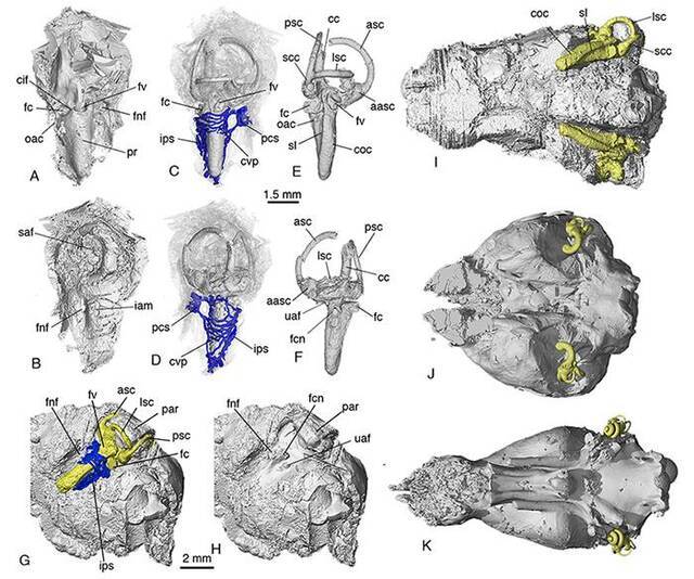 李氏源掠兽内耳结构与脑腔形态及相对关系（A-I），以及与单孔类（J）、有袋类（K）的比较。黄色为内耳结构的内模，蓝色为内耳相关血管系统（毛方园供图）