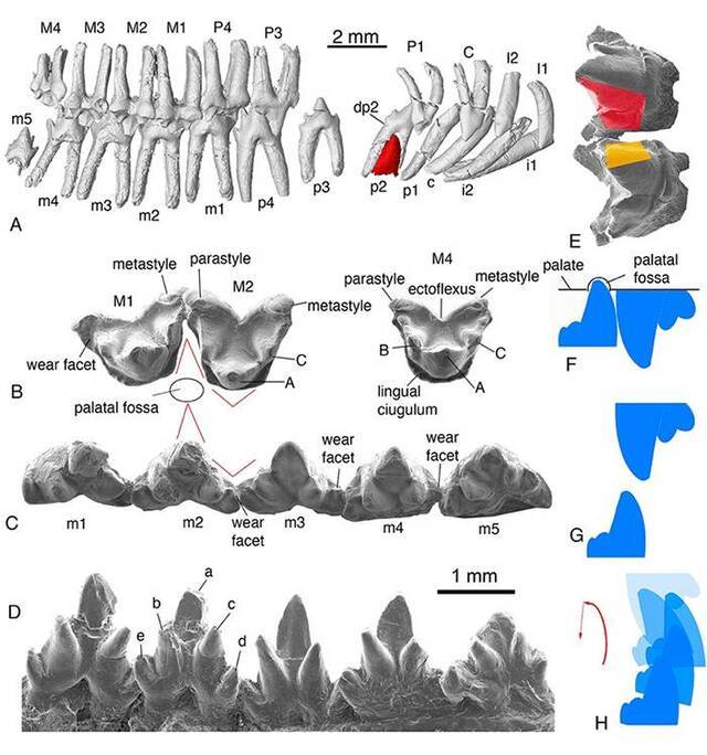 李氏源掠兽(Origolestes lii)牙齿形态、磨蚀细节和咬合运动关系（毛方园供图）