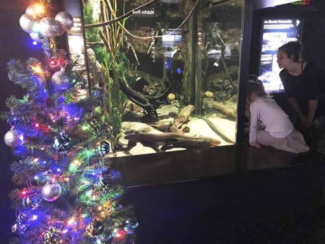 美国田纳西州水族馆的电鳗“发电”点亮圣诞树心情好还能出现更亮的灯光