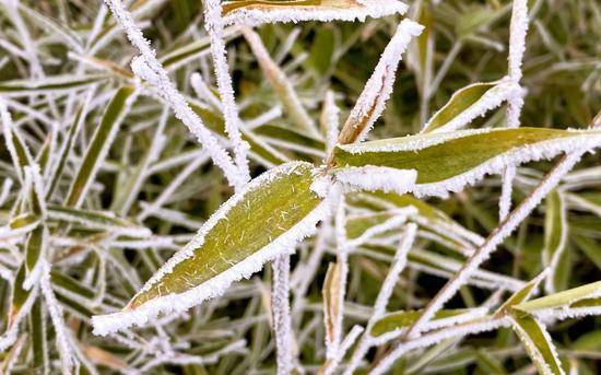 北京今晨再次降雪了吗？南郊下了一点点