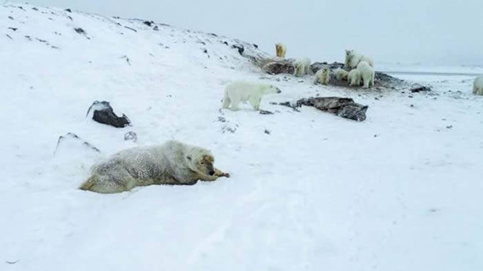 冰层太薄！56头北极熊侵入俄罗斯楚科奇自治区村庄找食物