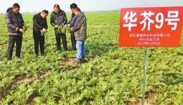 汉产芥菜良种首次“上天”