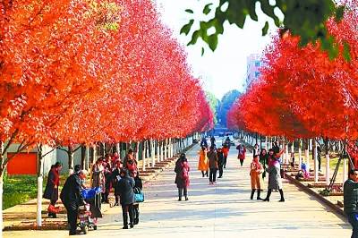 你在北方的冬日里裹棉袄我在武汉的暖阳里赏秋