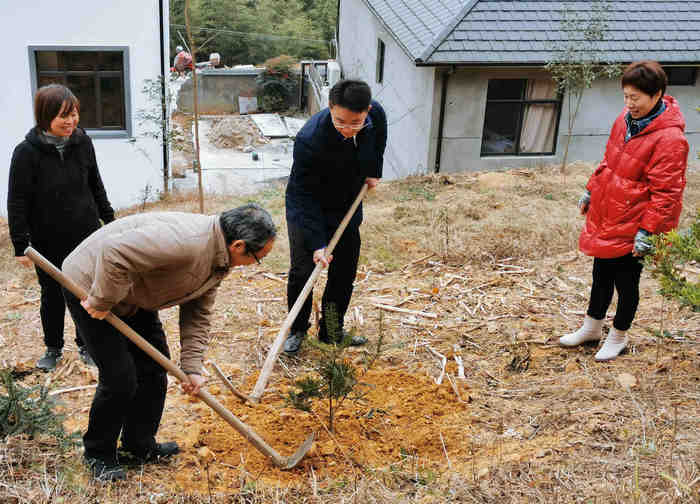 种下一棵香榧 播下一个希望