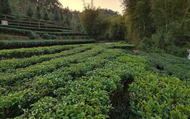 广西可能出现秋冬连旱 金橘欢喜茶树愁