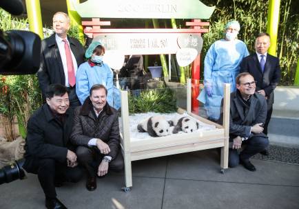 在德国出生的大熊猫双胞胎取名“梦想”“梦圆”
