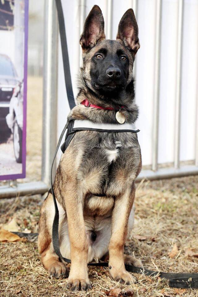 北京克隆警犬接受基础训练 各项指标均优于普通警犬