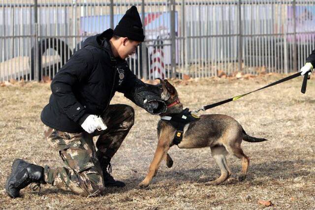 北京克隆警犬接受基础训练 各项指标均优于普通警犬