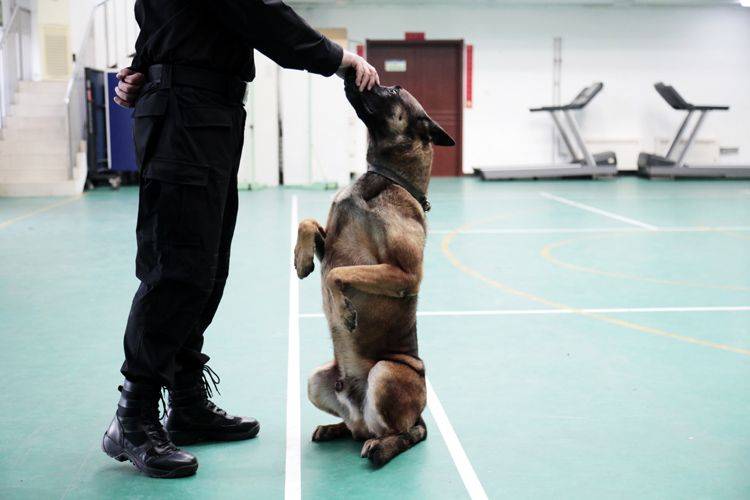 北京克隆警犬接受基础训练 各项指标均优于普通警犬