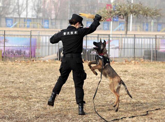 北京克隆警犬接受基础训练 各项指标均优于普通警犬