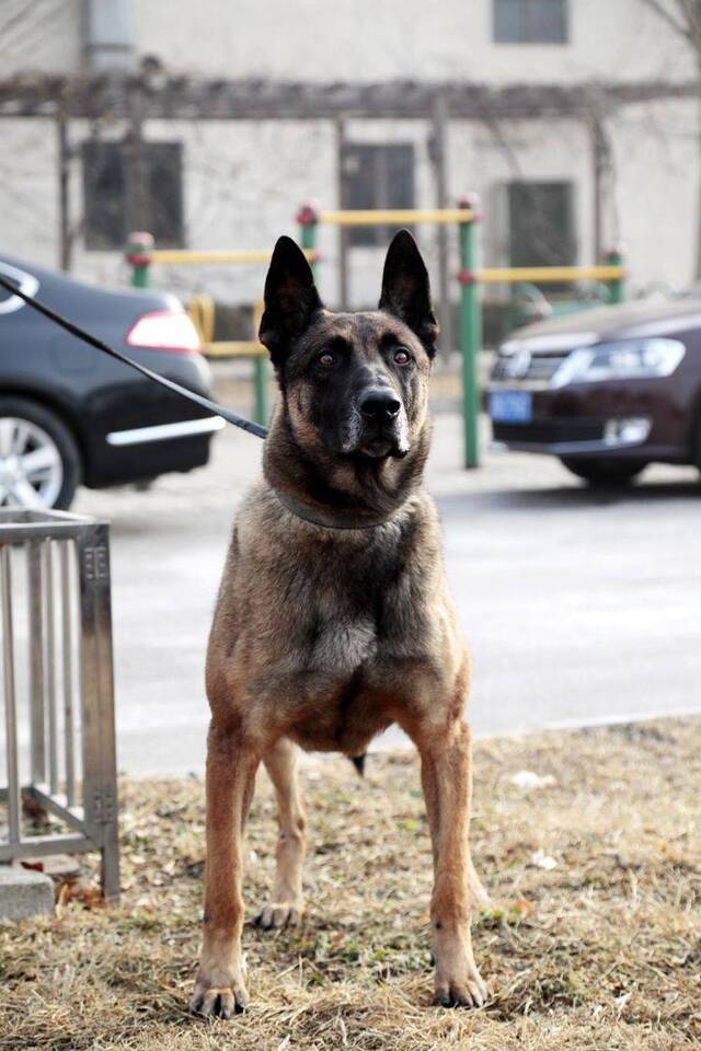 北京克隆警犬接受基础训练 各项指标均优于普通警犬