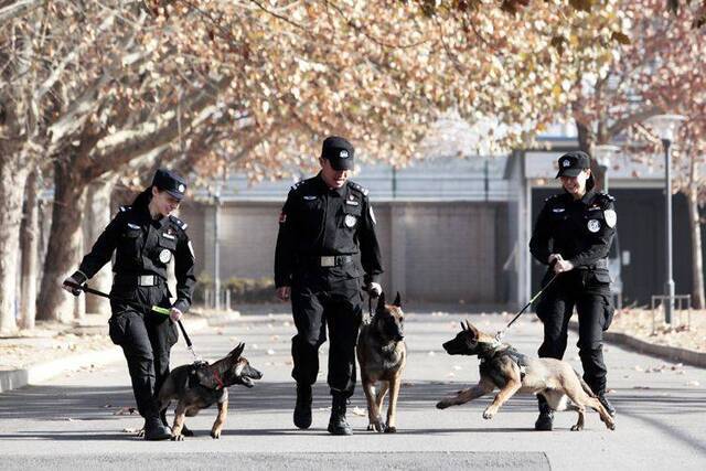 北京克隆警犬接受基础训练 各项指标均优于普通警犬