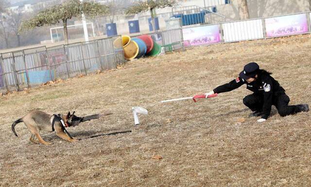 北京克隆警犬接受基础训练 各项指标均优于普通警犬