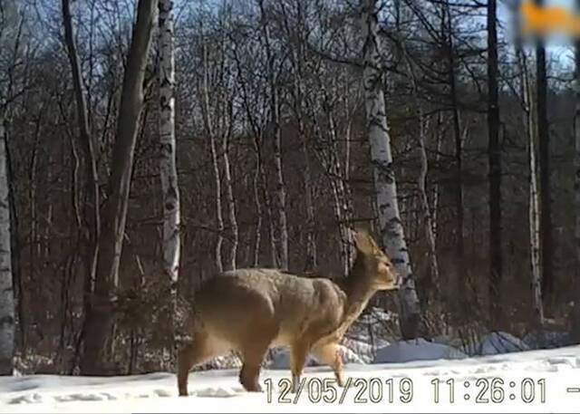 东北虎豹国家公园首次拍到珍稀物种“獐”