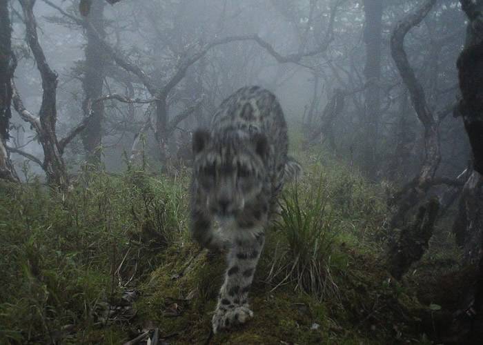 四川卧龙自然保护区首次发现有雪豹在大熊猫栖息地核心区内出没