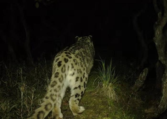 四川卧龙自然保护区首次发现有雪豹在大熊猫栖息地核心区内出没