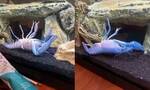 美国水族箱中一只蓝色小龙虾四脚朝天不停抽搐 原来自己左螯足夹住右螯足