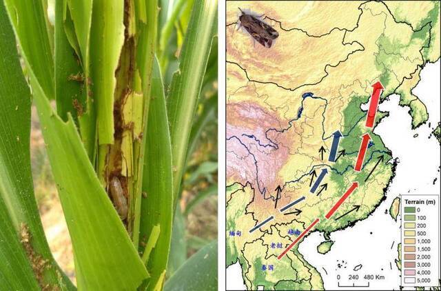▲草地贪夜蛾幼虫为害玉米（左）；草地贪夜蛾具有极强的迁飞能力，通过东、西两条迁飞路径直达我国北方玉米主产区（右）。