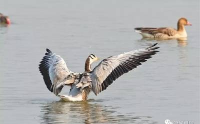 能飞越珠峰的斑头雁 为何来武汉府河湿地过冬