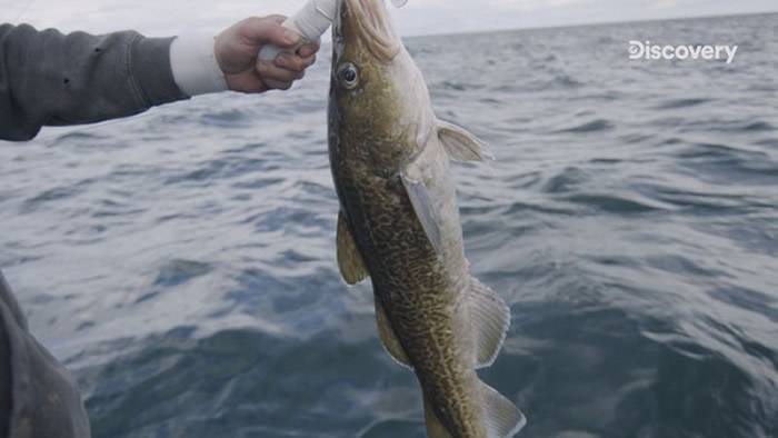 海底生物行为模式改变常群聚在海面的鳕鱼竟出现在122公尺深的海域。