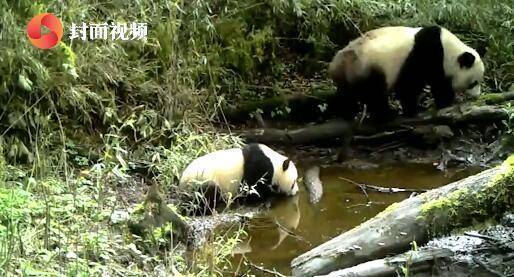 罕见 四川雅安宝兴拍到野生大熊猫母子同框(图)