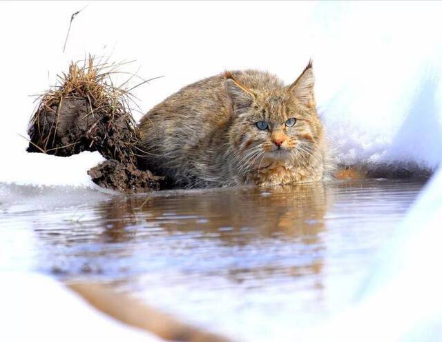 青海湖区域首次拍到中国特有种荒漠猫正脸