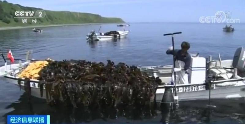 到本世纪中叶 日本的海带可能永远消失