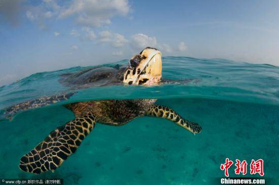想知道海水温度变化？日本团队找来了5只海龟