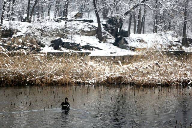 第二场雪  镜头（六）雪一直下 圆明园赏雪有佳景