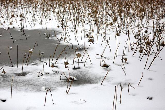 第二场雪  镜头（六）雪一直下 圆明园赏雪有佳景