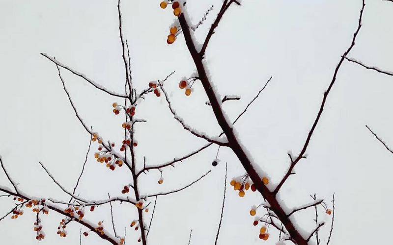 扎堆景区赏雪？来京郊农村和娃娃们一起打雪仗堆雪人吧