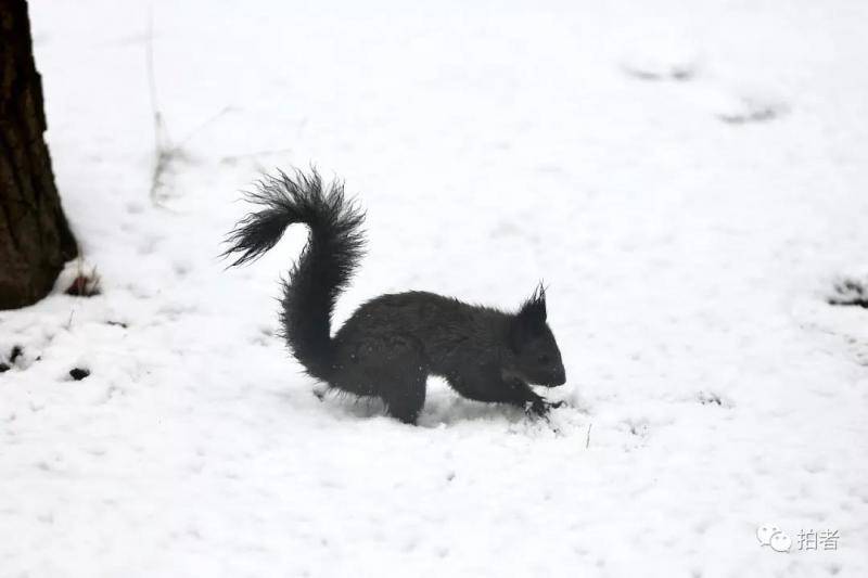 第二场雪｜朋友圈雪景图斗不过？拿走不谢！