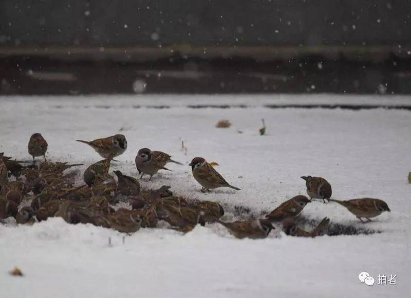 第二场雪｜朋友圈雪景图斗不过？拿走不谢！