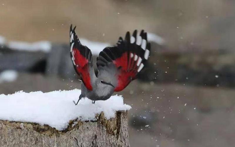 天寒雪大难觅食 京郊的鸟儿们想吃顿“饱饭”不容易