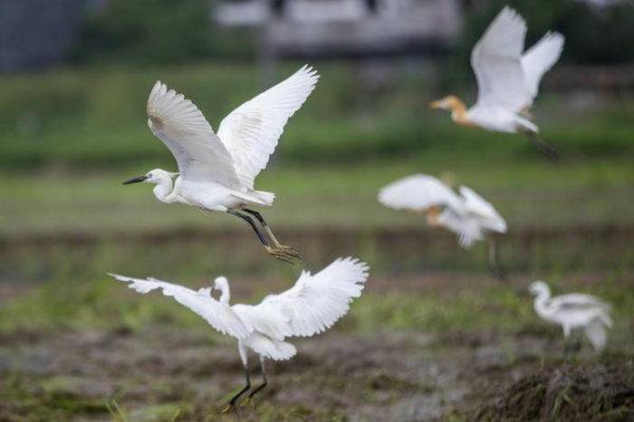 美哉瑞安初冬！鸳鸯湖水碧如蓝 成群白鹭舞翩跹