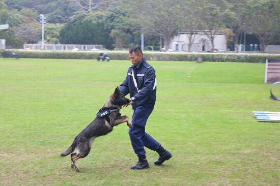 香港警队警犬试用特制装备 以应对暴力突发(图)