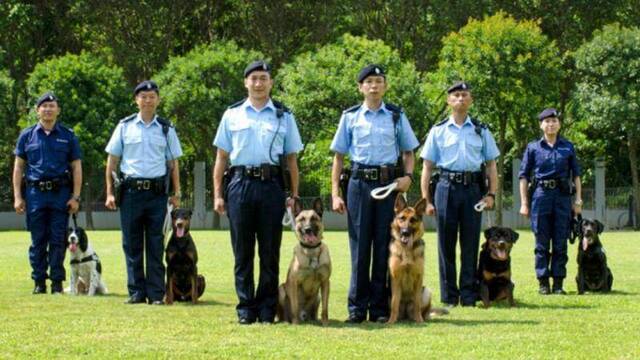 为应对暴力 香港警队给警犬定制新装备